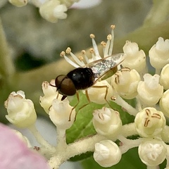 Hedriodiscus vertebratus