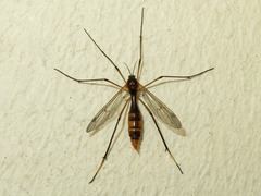 Ptychoptera albimana
