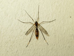 Ptychoptera albimana