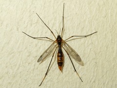 Ptychoptera albimana