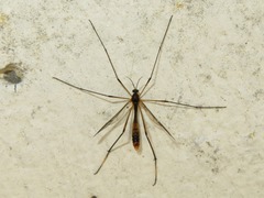 Ptychoptera albimana