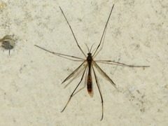 Ptychoptera albimana