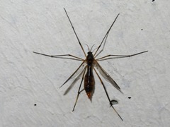 Ptychoptera albimana