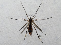 Ptychoptera albimana