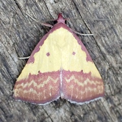 Phytometra rhodarialis