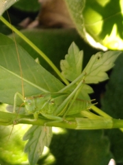 Tettigonia
