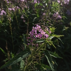 Chamaenerion angustifolium