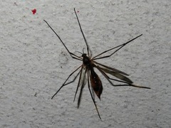 Ptychoptera albimana