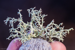 Cladonia terrae-novae