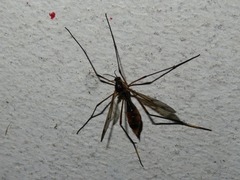 Ptychoptera albimana
