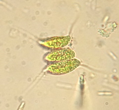 Desmodesmus opoliensis