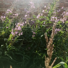 Chamaenerion angustifolium