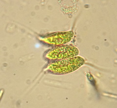 Desmodesmus opoliensis