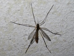 Ptychoptera albimana