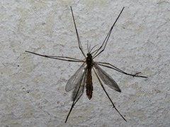 Ptychoptera albimana