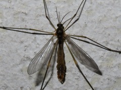 Ptychoptera albimana