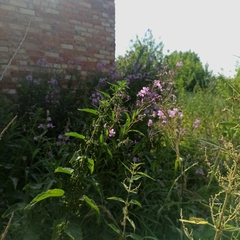 Chamaenerion angustifolium