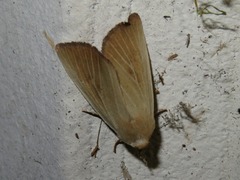 Arenostola phragmitidis