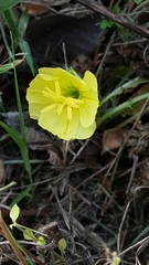 Oenothera triloba