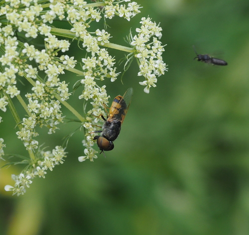 Odontomyia annulata