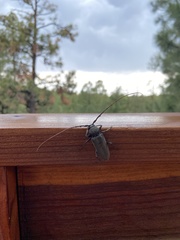 Enaphalodes hispicornis