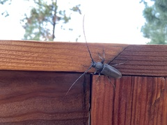 Enaphalodes hispicornis