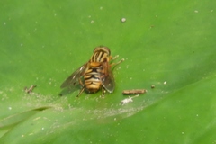 Parhelophilus divisus