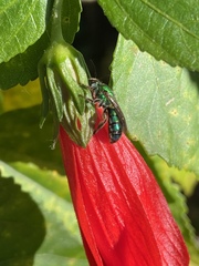 Pseudaugochlora