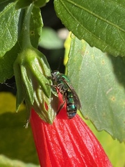 Pseudaugochlora