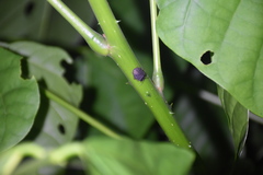 Discocephalinae