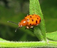 Crioceris duodecimpunctata