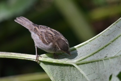 Passer domesticus