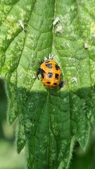Harmonia axyridis