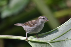 Passer domesticus