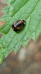 Harmonia axyridis