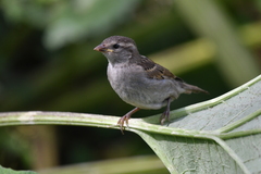 Passer domesticus
