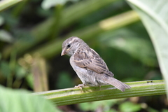 Passer domesticus