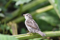Passer domesticus