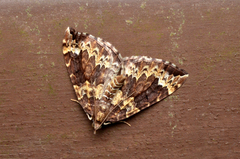 Eulithis xylina