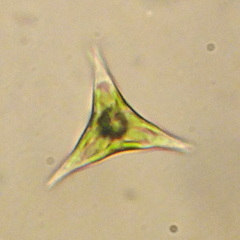 Tetraedron