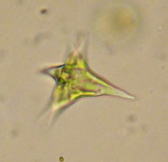 Tetraedron