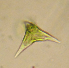 Tetraedron