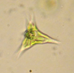 Tetraedron