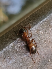 Camponotus americanus