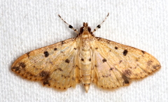 Herpetogramma cynaralis