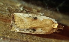 Agonopterix nervosa