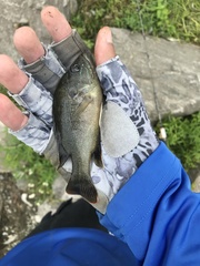 Lepomis cyanellus
