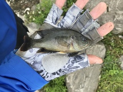 Lepomis cyanellus