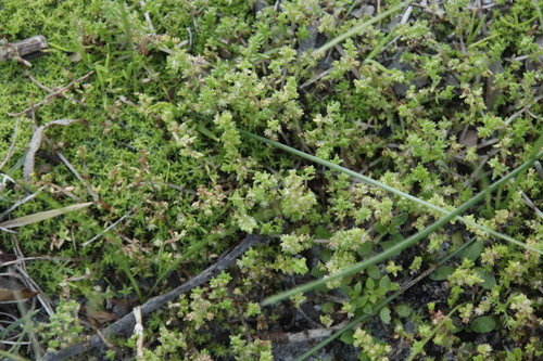 Image of Crassula thunbergiana by (c) Tony Rebelo, some rights reserved (CC BY-SA)