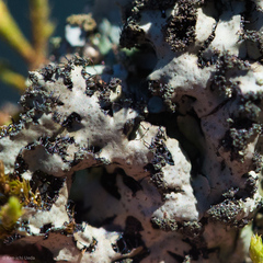 Phaeophyscia hispidula